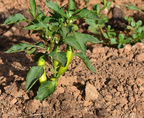 jardin potager