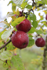 Branch of ripe apples