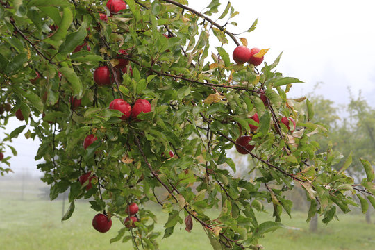 Ripe apples hanging on the tree