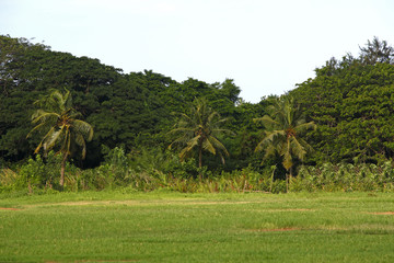 Beautiful palm trees