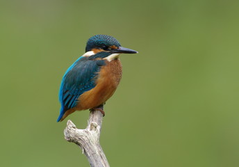 Kingfisher on a branch 8