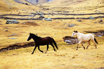 Horses in Cordiliera Huayhuash, Peru, South America