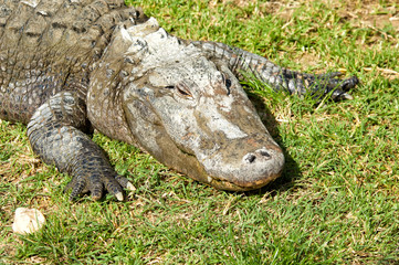 Krokodil