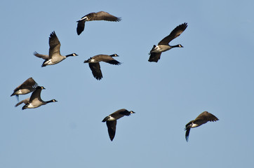 Large Flock of Geese Flying in Blue Sky