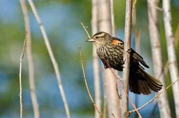 Immature Red-Winged Blackbird Perched in a Tree