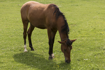 Naklejka na ściany i meble horse eating grass close up