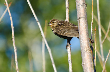 Red-Winged Blackbird Perched in a Tree