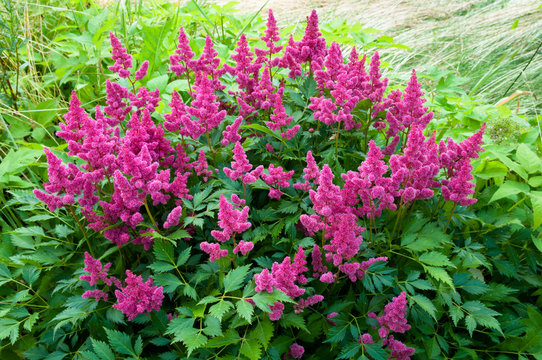 Pink Astilbe (False Spirea), Copy Space, Horizontal