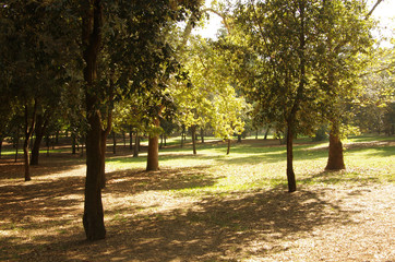 Fototapeta premium Villa Borghese