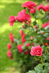 Pink roses in the garden