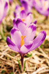 Fototapeta premium vintage blooming violet crocuses, spring flower