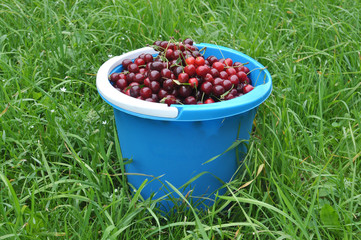 Blue bucket with cherry