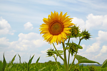sunflower in a field on a background of clouds