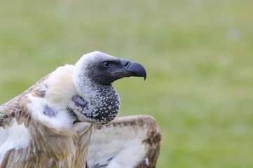 African white backed vulture.