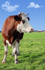 Fototapeta na wymiar cow on meadow