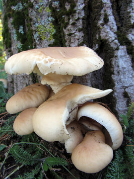 Wild mushroom
