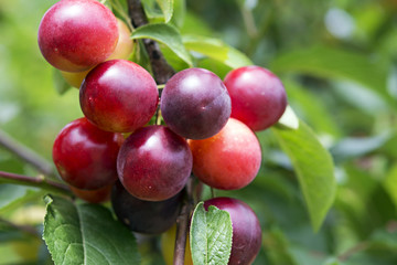 Red ripe plums on the tree