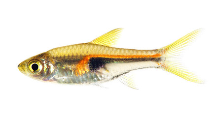 Glowlight Rasbora