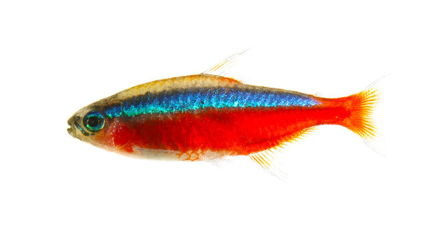 Red Neon tetra isolated white