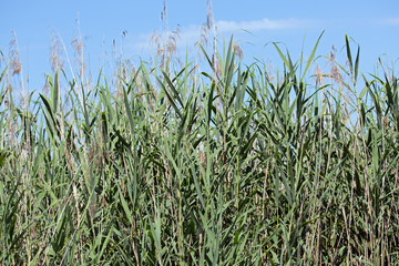 Fototapeta premium Wasserpflanzen Schilf