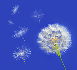 Dandelion with seeds blowing away in the wind across a clear blu