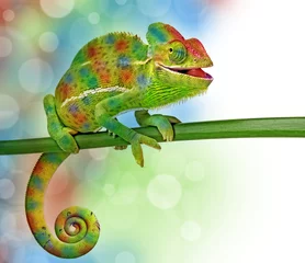 Photo sur Plexiglas Caméléon caméléon et couleurs