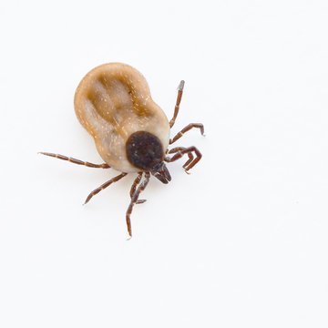 tique de parasites animaux isol&eacute;e sur fond blanc