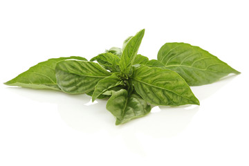 fresh basil on white background