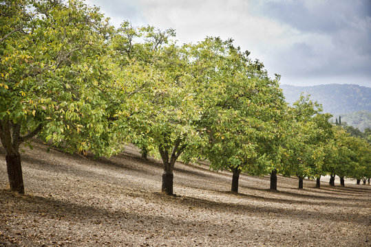 Walnut Orchard