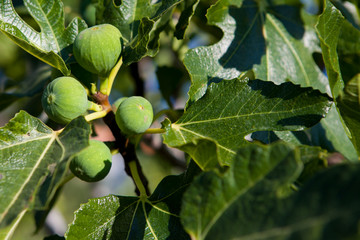 Fig tree