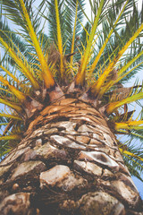 Palm tree