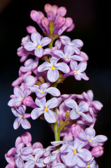 Fototapeta na wymiar Purple flowers over dark background