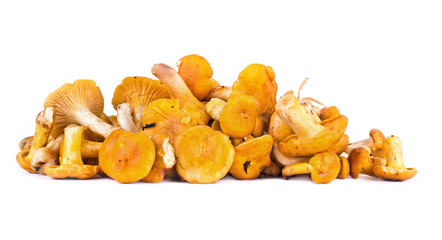 Cantharellus