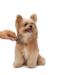 Brushing Dog Fur