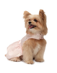 Cute Dog in Pink Dress