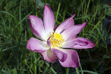 Old Lotus Flower.
