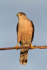 Coopers Hawk