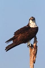 Osprey In A Tree