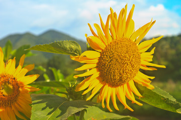 beautiful sunflower in field and blue sky