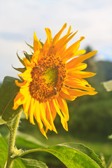 beautiful sunflower in field and blue sky