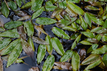 Background of fresh and shiny bog pondweed
