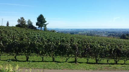 Grape vines in wine country