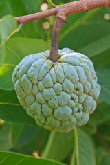  Sugar apples  growing on a tree in garden