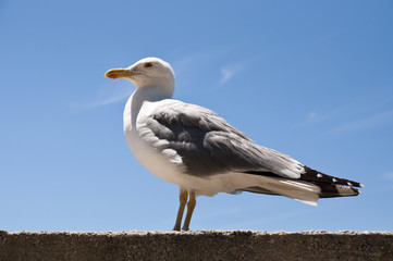 seagull