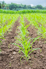 Green field with young corn