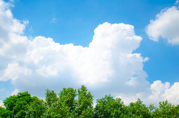tree with bluesky and white cloudy sunny day