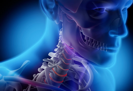 Anatomie-Closeup
