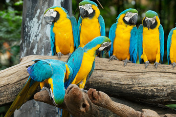  parrots