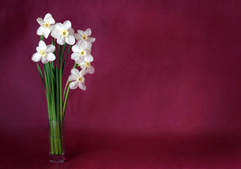 Bouquet of white daffodils on a maroon background
