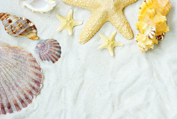 Fototapeta na wymiar shells on sand